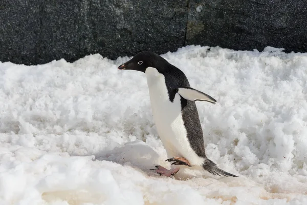 Adelie Pinguin Auf Schnee — Stockfoto