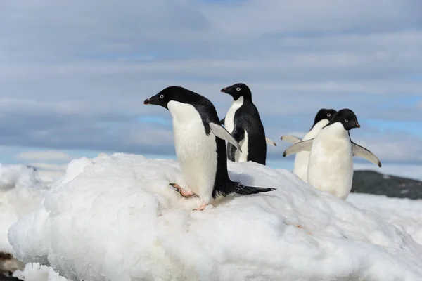 Пингвины Адели Снегу — стоковое фото
