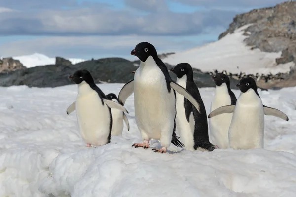 Пінгвіни Аделі Снігу — стокове фото