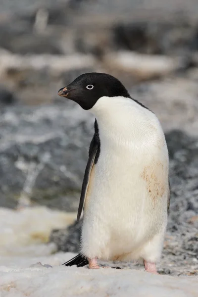 Adelie Penguin Snow — Stock Photo, Image