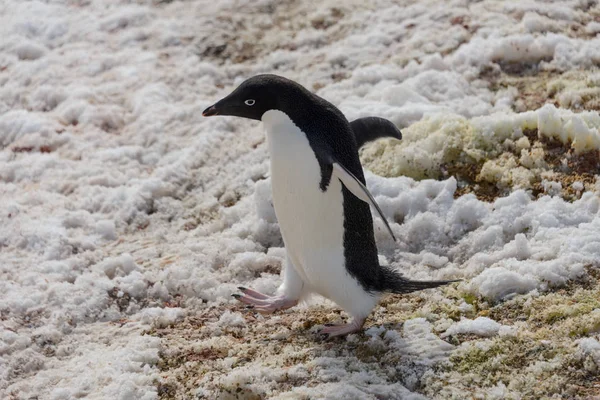 Adelie Penguin Rock — Stock Photo, Image