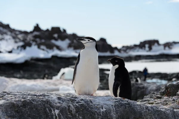Pingouin Chinstrap Sur Plage — Photo