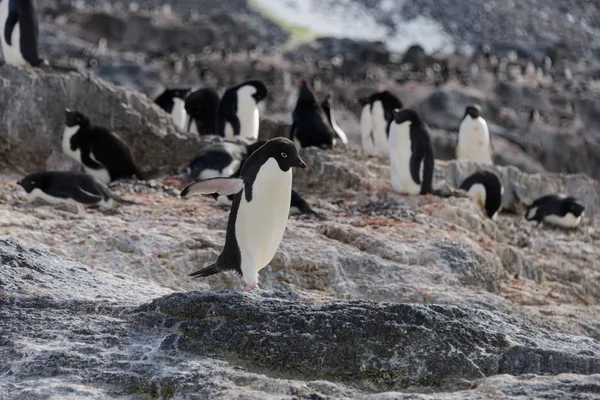 Pingouins Adélie Sur Plage — Photo