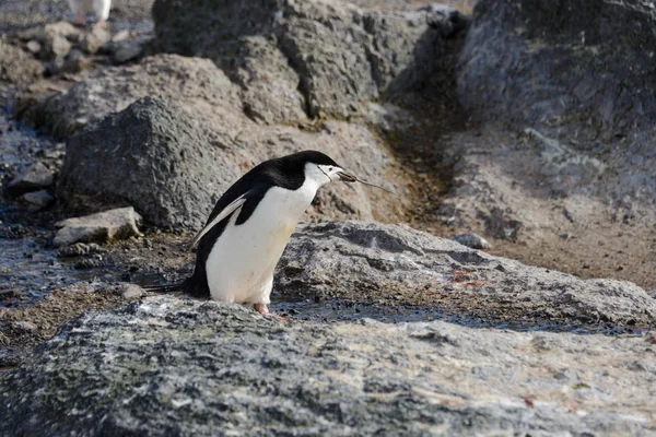 Pingouin Pingouin Avec Rameau Dans Bec — Photo