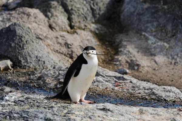 Пингвин Веткой Клюве — стоковое фото