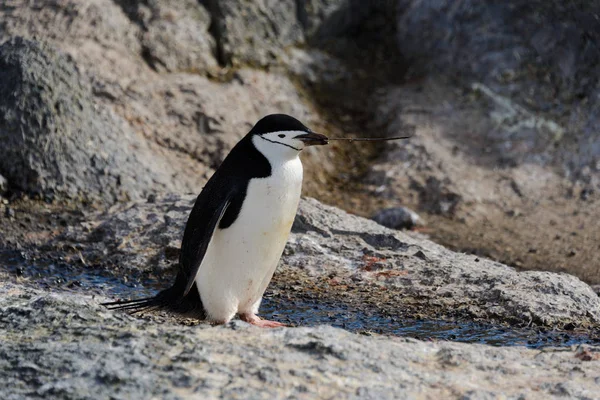 Пингвин Веткой Клюве — стоковое фото