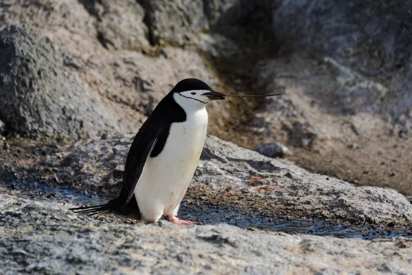 Pinguino Chinstrap Con Ramoscello Becco — Foto Stock