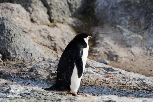 Tučňák Uzdičkový Větvičku Zobáku — Stock fotografie