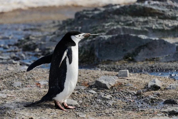 Pingouin Pingouin Avec Rameau Dans Bec — Photo