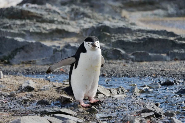 Pinguim Chinstrap Com Galho Bico — Fotografia de Stock