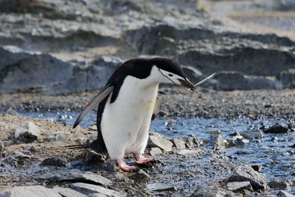 Pinguim Chinstrap Com Galho Bico — Fotografia de Stock