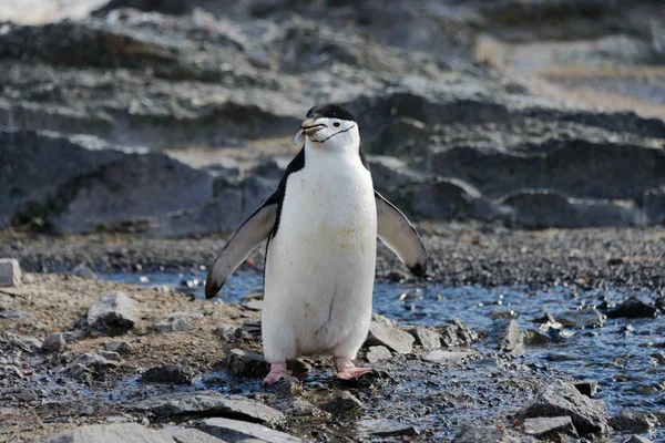 Pingouin Pingouin Avec Rameau Dans Bec — Photo
