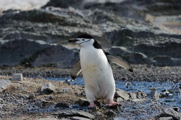 Pingwin Maskowy Gałązka Dziób — Zdjęcie stockowe