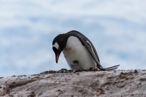 Gentoo penguin with chicks in nest