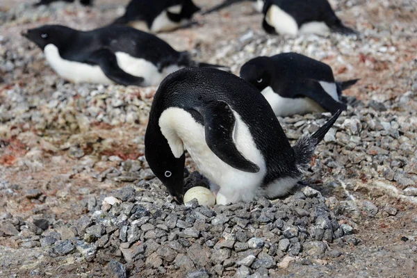 Pingouins Adélies Dans Nid — Photo