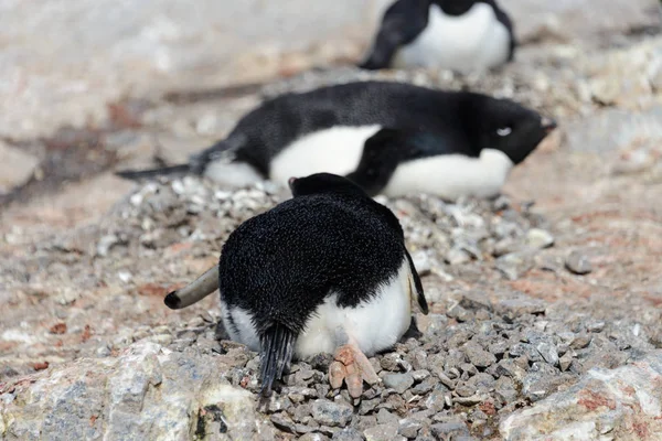 鸟巢里的阿德利企鹅 — 图库照片