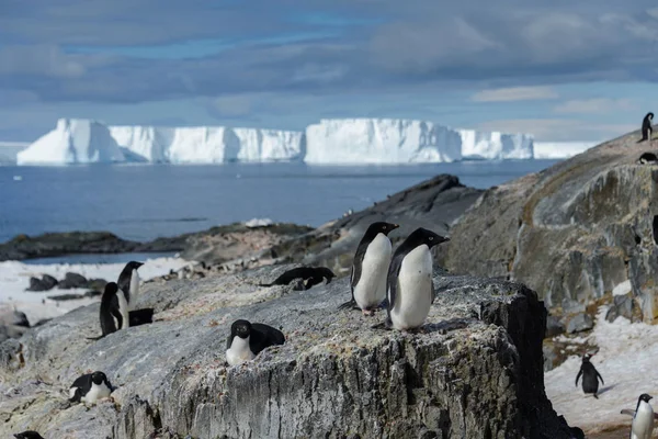 Пингвины Адели Пляже — стоковое фото