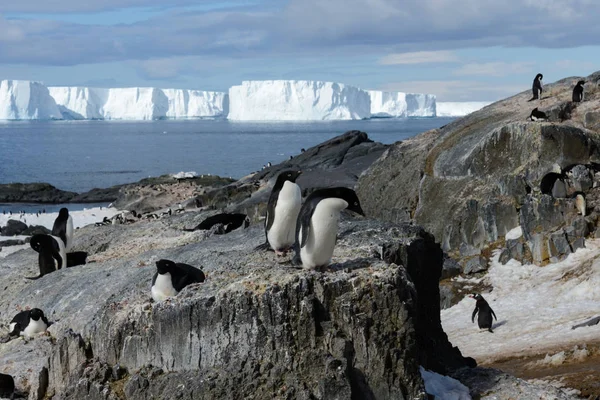 Pingüinos Adelie Playa — Foto de Stock