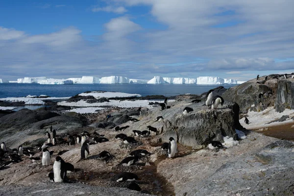 Pingüinos Adelie Playa — Foto de Stock