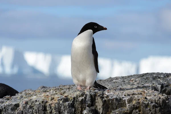 Пінгвін Аделі Скелі — стокове фото