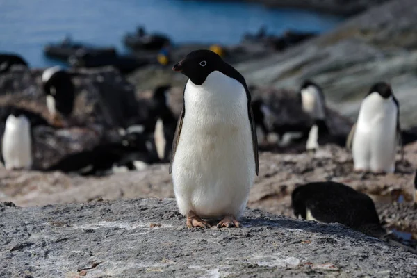 Pinguim Adelie Sobre Rocha — Fotografia de Stock