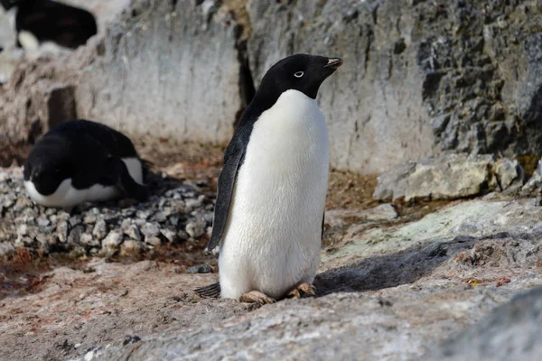 岩の上のアデリー ペンギン — ストック写真