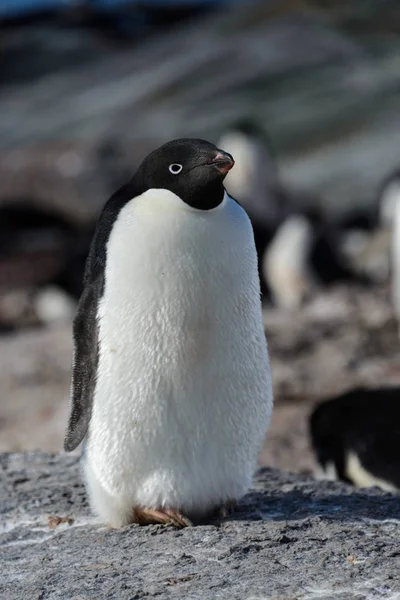 Pinguim Adelie Sobre Rocha — Fotografia de Stock