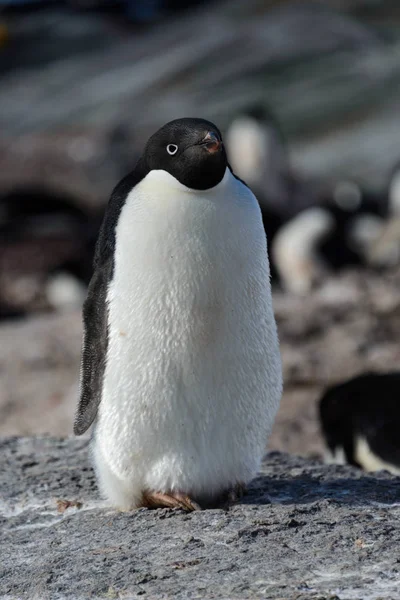 Pingüino Adelie Sobre Roca —  Fotos de Stock