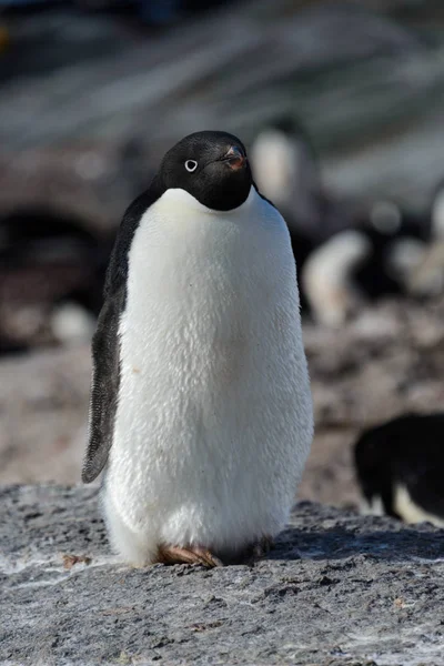 岩の上のアデリー ペンギン — ストック写真