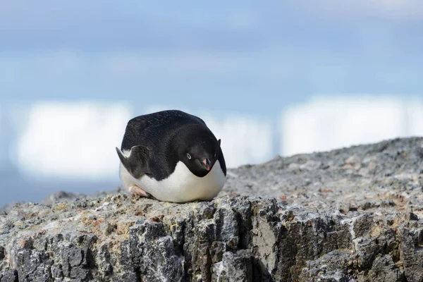 Adelie Pinguin Auf Rock — Stockfoto