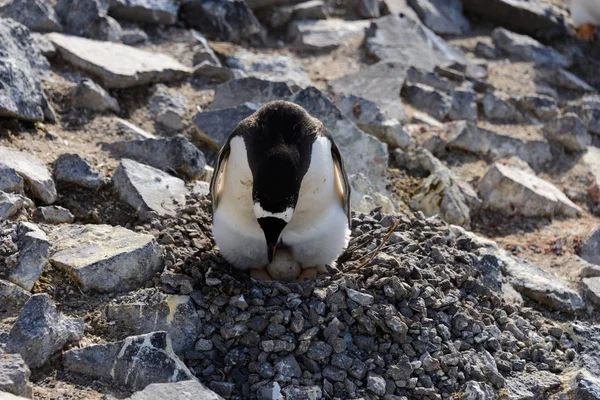 Gentoo Pingvin Fészek Tojással — Stock Fotó