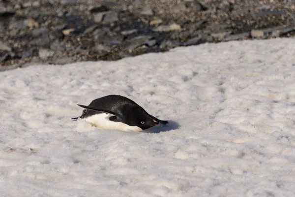 Adelie Pinguino Strisciando Sulla Neve — Foto Stock