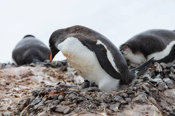 Gentoo Pingvin Csibék Fészekben — Stock Fotó