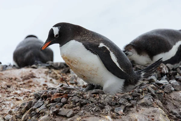 Pinguim Gentoo Com Filhotes Ninho — Fotografia de Stock