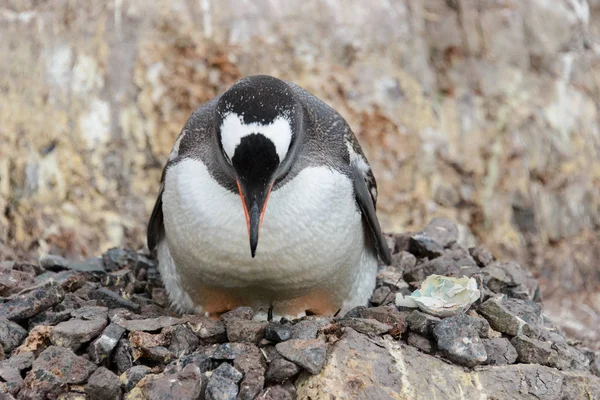 在鸟巢里的 Gentoo 企鹅的小鸡 — 图库照片