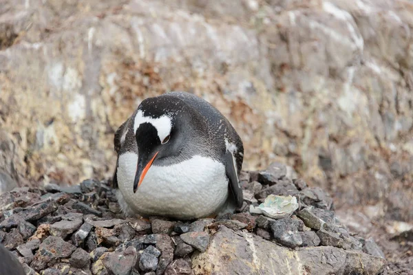 Poussins Pingouin Gentoo Dans Nid — Photo