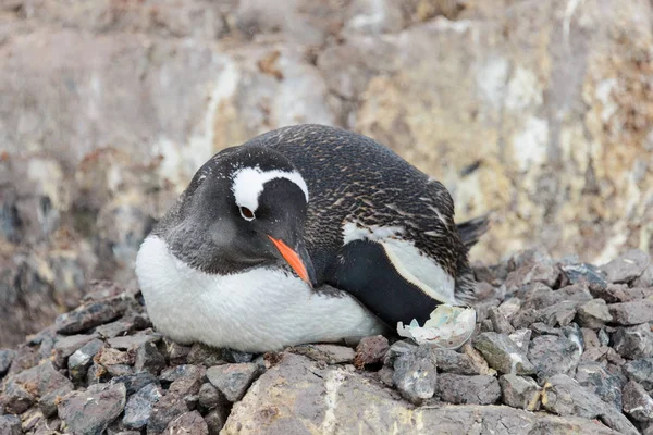 Pingouin Doux Dans Nid — Photo