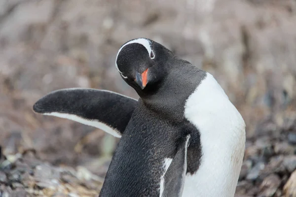 Pinguino Gentoo Roccia — Foto Stock