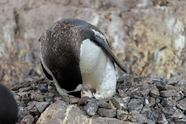 Gentoo Penguin Ungarna Boet — Stockfoto