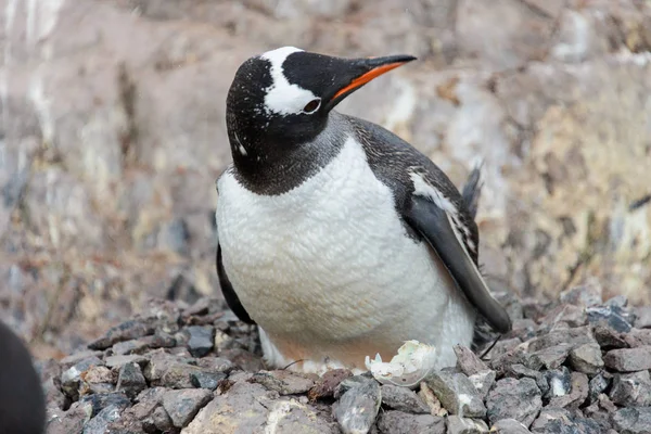 Poussins Pingouin Gentoo Dans Nid — Photo