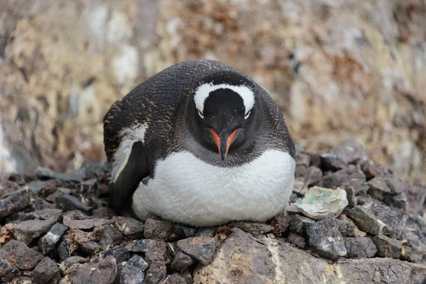 Pinguim Gentoo Com Filhotes Ninho — Fotografia de Stock