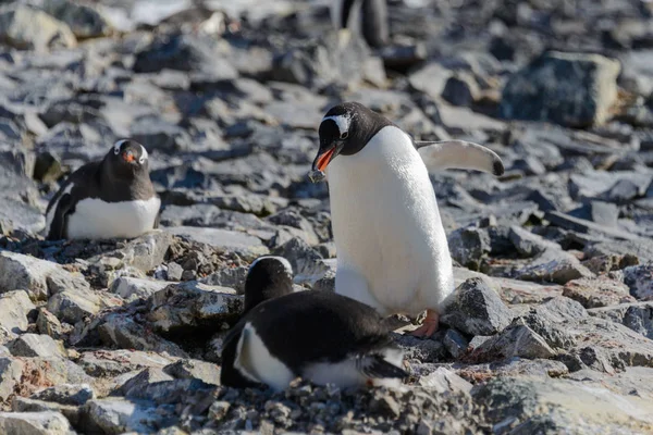 Tučňák Oslí Dát Kámen Hnízdě — Stock fotografie