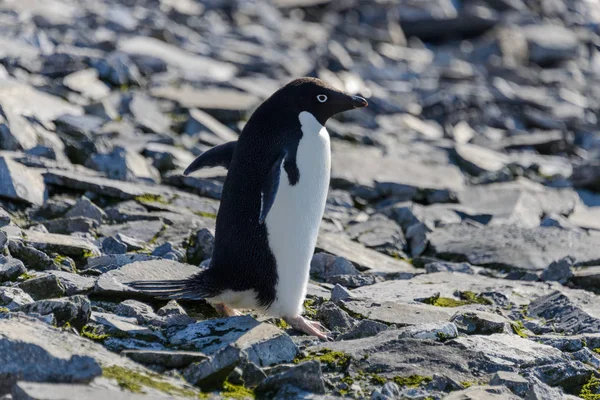 Pinguino Adelie Sulla Roccia — Foto Stock