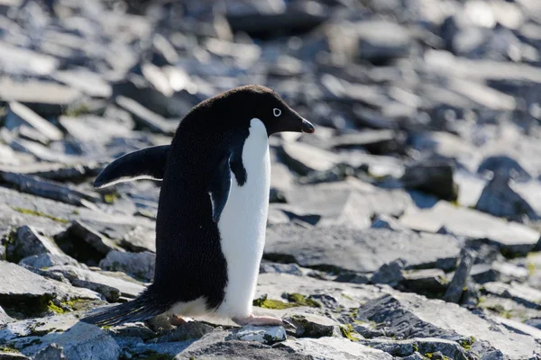 Pingüino Adelie Sobre Roca —  Fotos de Stock