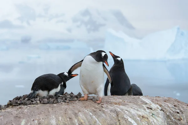 企鹅在自然栖息地 — 图库照片