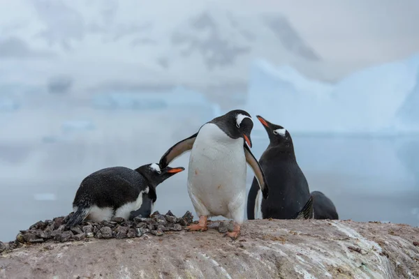 Pingouins Habitat Naturel — Photo