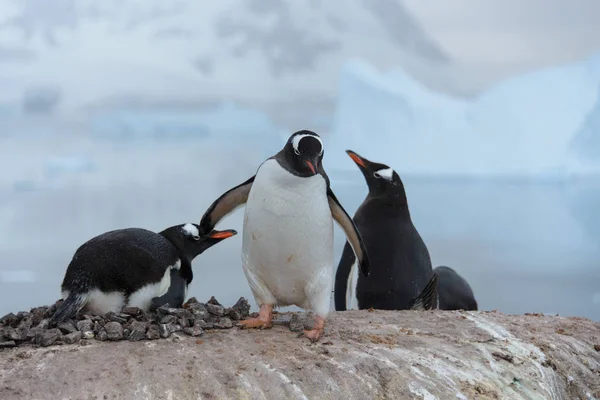 Pinguins Habitat Natural — Fotografia de Stock