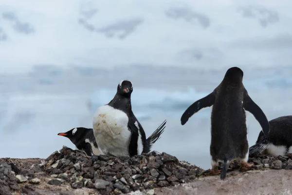 Pinguïns Bij Natuur Habitat — Stockfoto