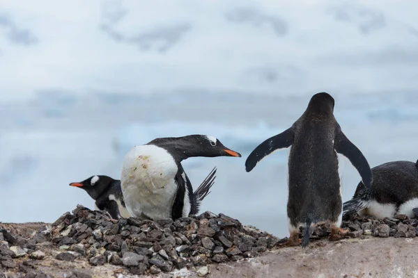 Pinguins Habitat Natural — Fotografia de Stock