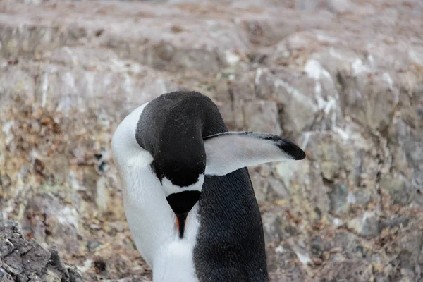 Gentoo Pingouin Grattant Nature — Photo